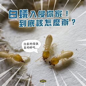 白蟻喜歡的環境|如何預防白蟻？裝潢前要注意白蟻喜歡的3個環境